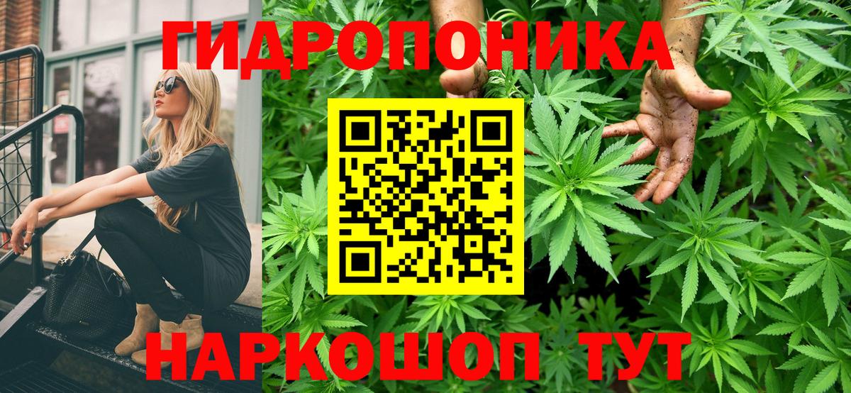Канабис планчик Губкин